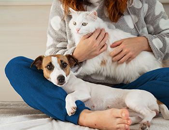 About the Petplan Claims Pricing Guarantee. Click to read more