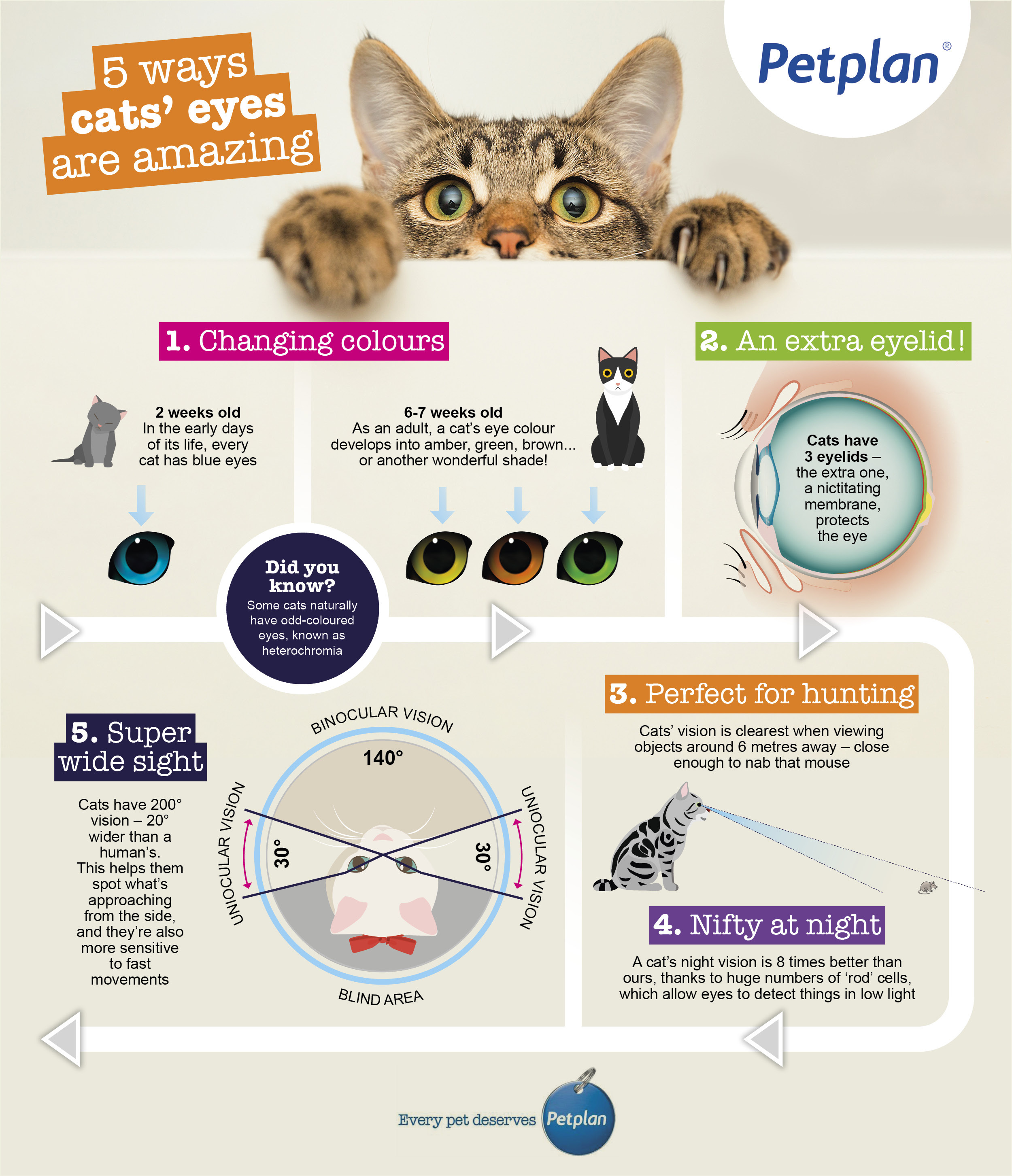 cat eye inforgraphic
