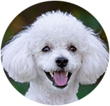 Poodle img