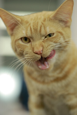 kitten positive associations