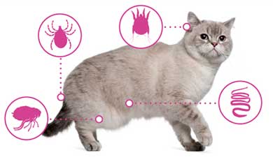 Your Handy Cat Guide To Common Pests Cover